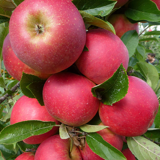 Äpple 'Agnes', svagväxande B9