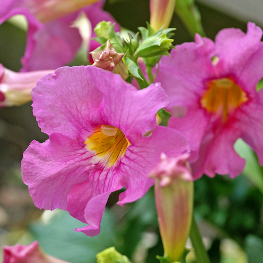 Rosenincarvillea ’Pink’