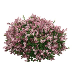 Dvärgsyren 80-90 cm