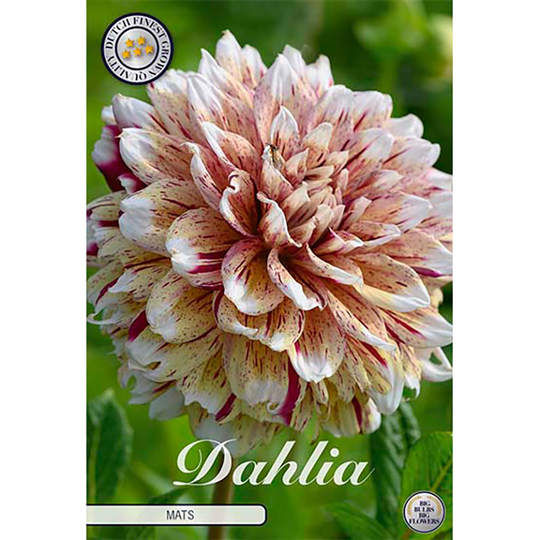 Dekorativdahlia 'Mats'