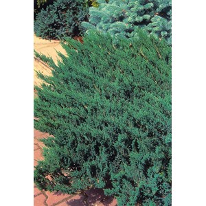 Amerikansk kryp-en 'Blue Chip', 25-30 cm 3-pack