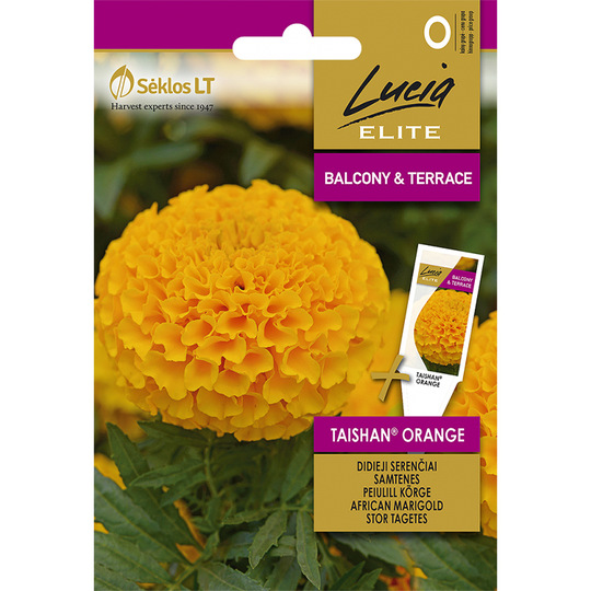 Stor tagetes 'Taishan Orange'