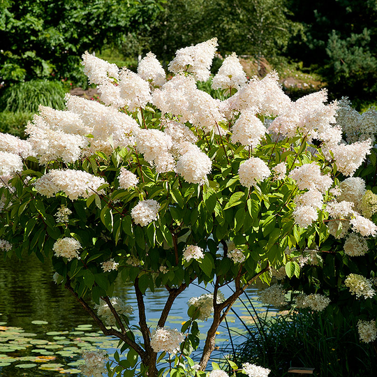 Syrenhortensia, Hydrangea paniculata 'Grandiflora'