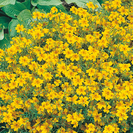 Kryddtagetes 'Golden Gem'