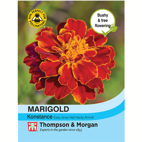 Stor Hybridtagetes 'Konstance'