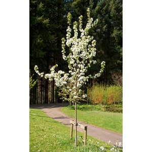 Bärapel 'Street Parade' Högstam st.omf 8-10 cm