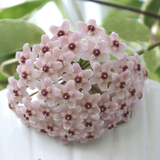 Porslinsblomma, Hoya carnosa