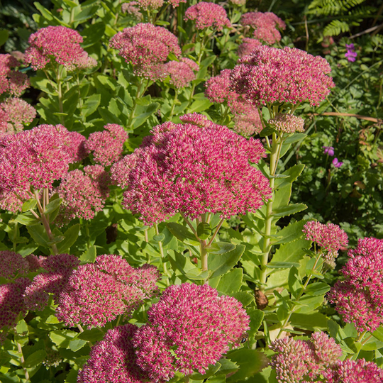 Kärleksört 'Herbstfreude', 3-pack