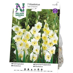 Vårlök Nelson Garden Fjärilsgladiol Ice Cream, Vit/gul