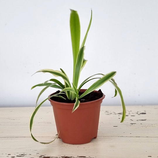 Australisk ampellilja ’Zebra Grass’