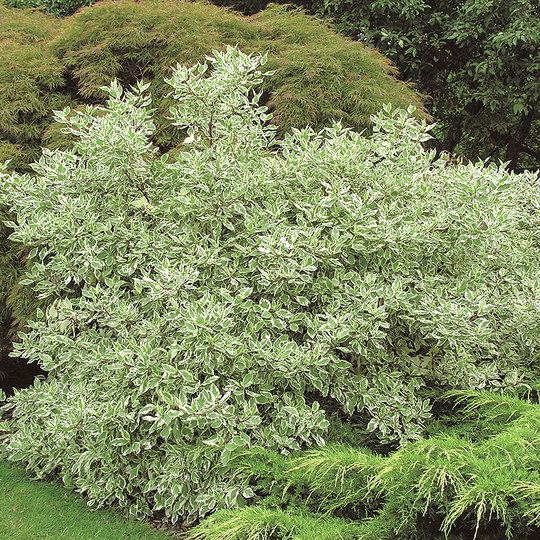 Rysk kornell 'Eligantissima'