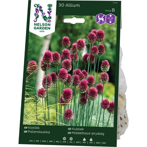 Höstlök Nelson Garden Klotlök Violett
