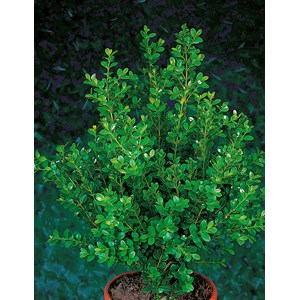 Buxbom småbladig 'Faulkner' CO, 30-40 cm 10-pack
