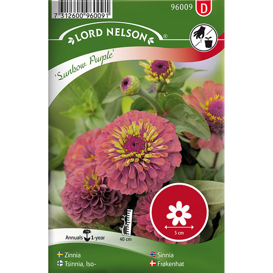 Zinnia 'Sunbow Purple'