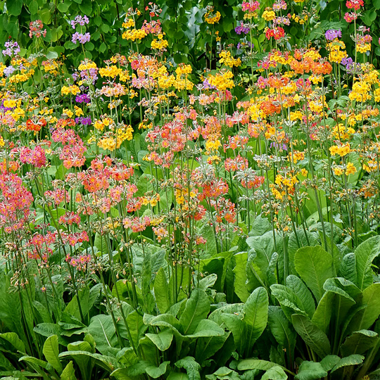 Kandelaberviva 'Candelabra Woodside', mix
