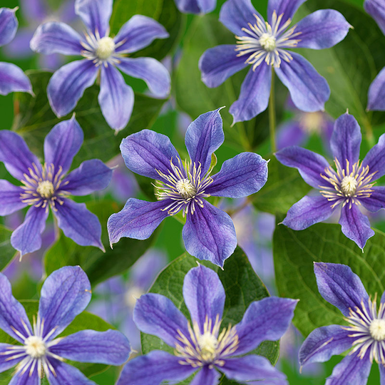 Klematis 'Arabella'