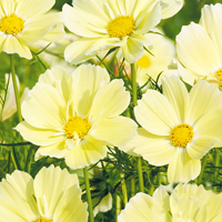 Rosenskära 'Xanthos'