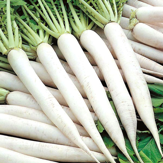 Daikon 'Mino', tidig