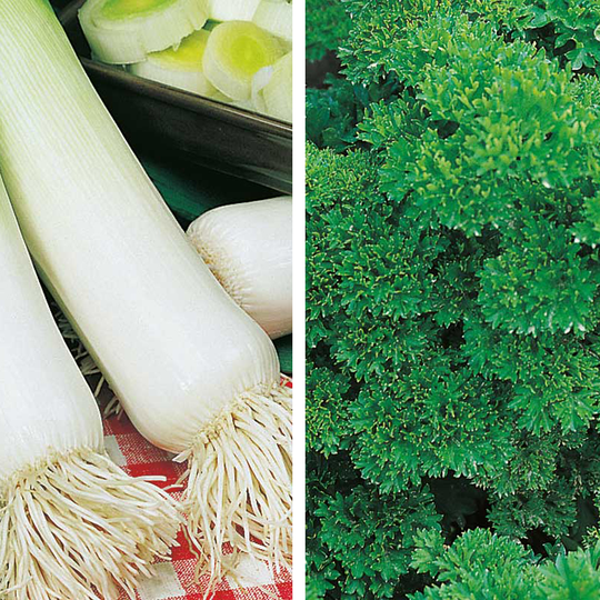 Partnerplantor - Purjolök och persilja, ekologisk
