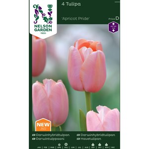 Höstlök Nelson Garden Tulpan Darwinhybrid Apricot Pride