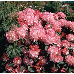 Rhododendron hybrid 'Morgonrot' 1-pack