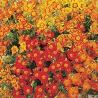 Kryddtagetes 'Starfire', mix