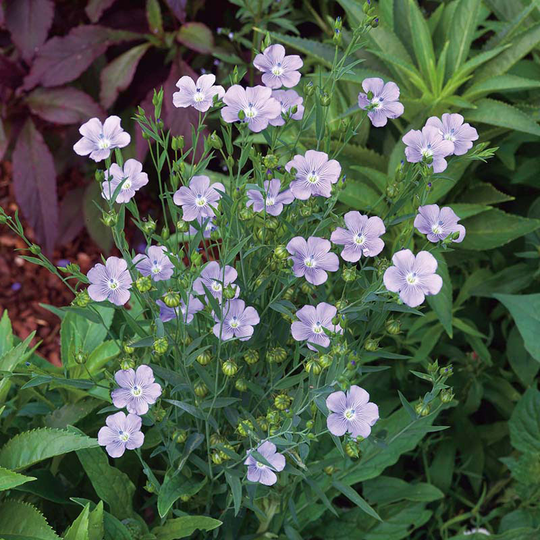 Spånadslin 'Flax Blue', ekologisk