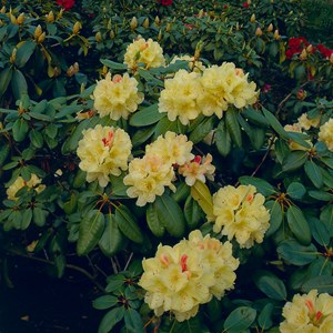 Rhododendron hybrid 'Flava' 5-pack