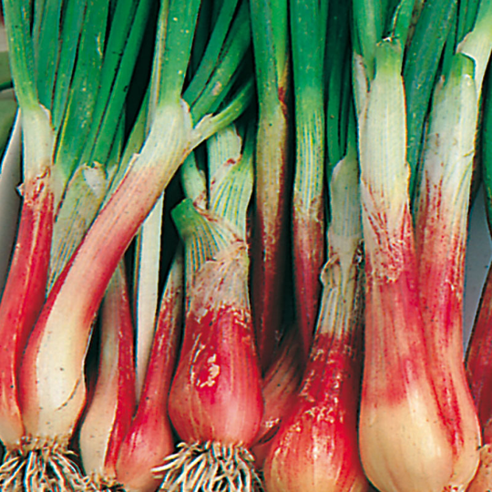 Salladslök 'North Holland Blood Red'