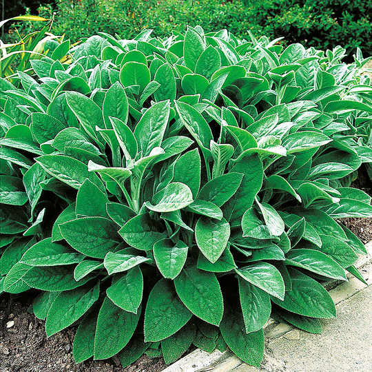 Lammöra 'Big Ears', 15-pack