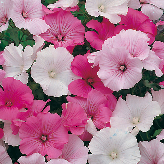 Sommarmalva 'Parade Mixed'