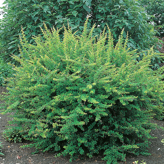 Häckberberis