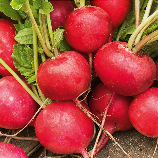 Rädisa 'Cherry Belle'