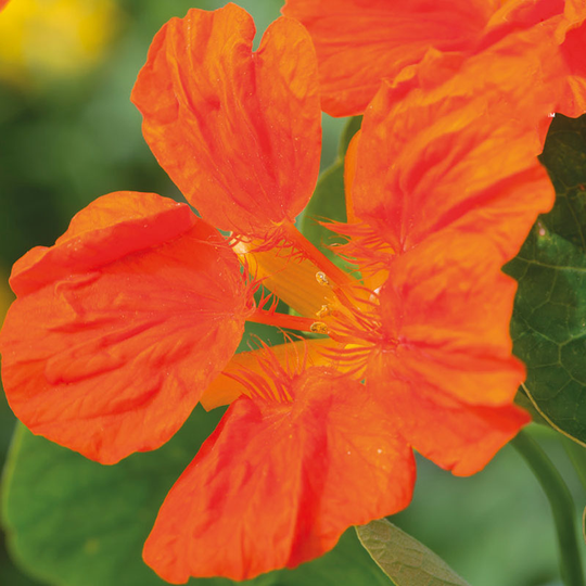 Indiankrasse 'Whirlybird Tangerine'