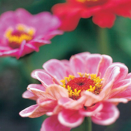 Zinnia 'Dahlia'