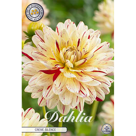 Dekorativdahlia 'Creme Silence'