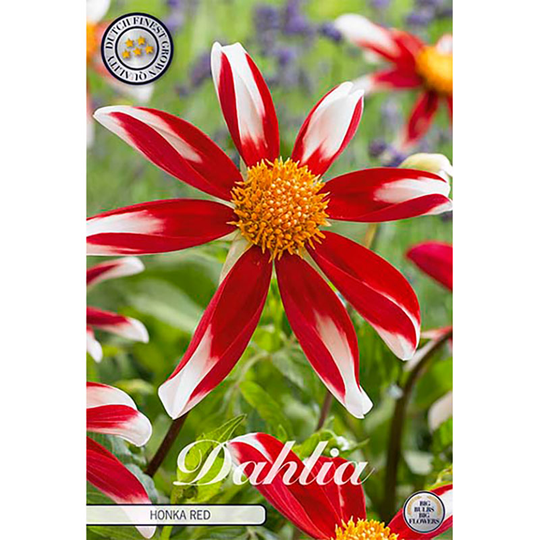 Stjärndahlia 'Honka Red'