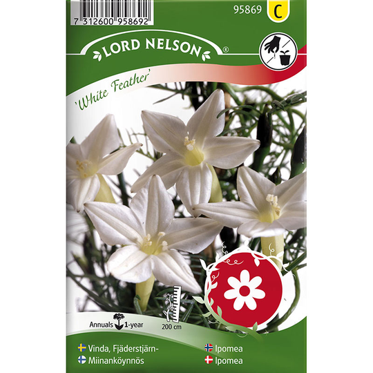Fjäderstjärnvinda 'White Feather'