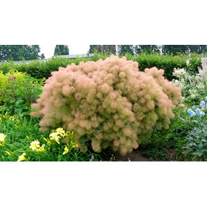 Perukbuske 'Young Lady', 5-pack