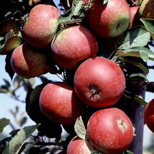 Äpple 'Ingrid Marie', svagväxande