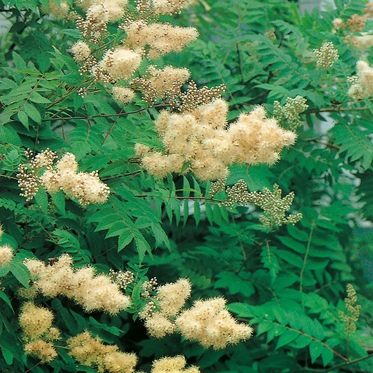 Rönnspirea 'Pia' E