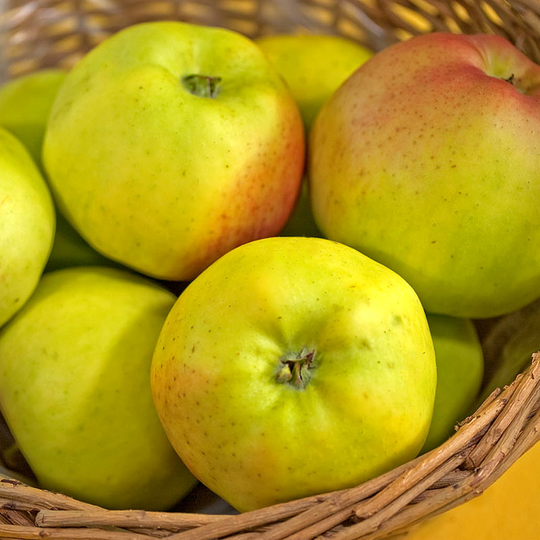 Ympris äpple 'Signe Tillisch'