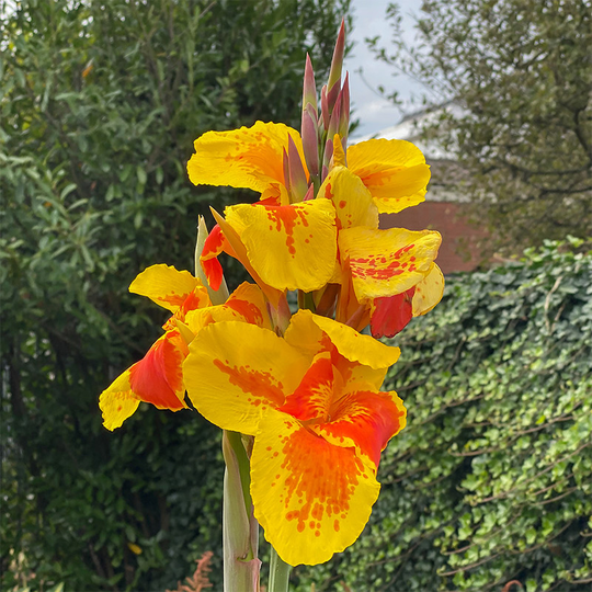 Kanna 'Taroudant'