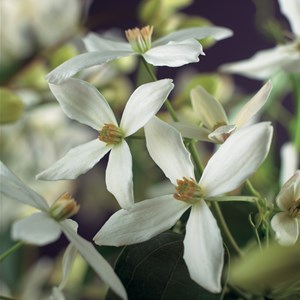 Klematis Armandii 3-pack