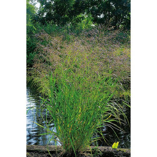Jungfruhirs 'Squaw' 2L, 2-pack