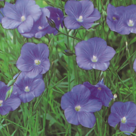 Oljelin 'Iduna', storpack