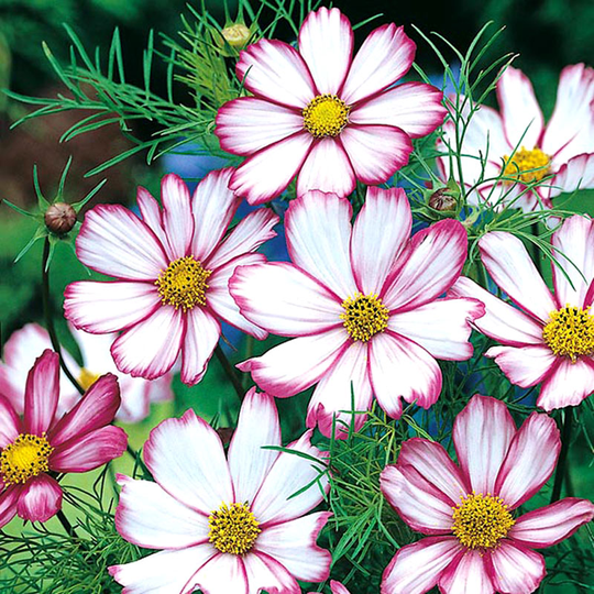 Rosenskära 'Candy Stripe'