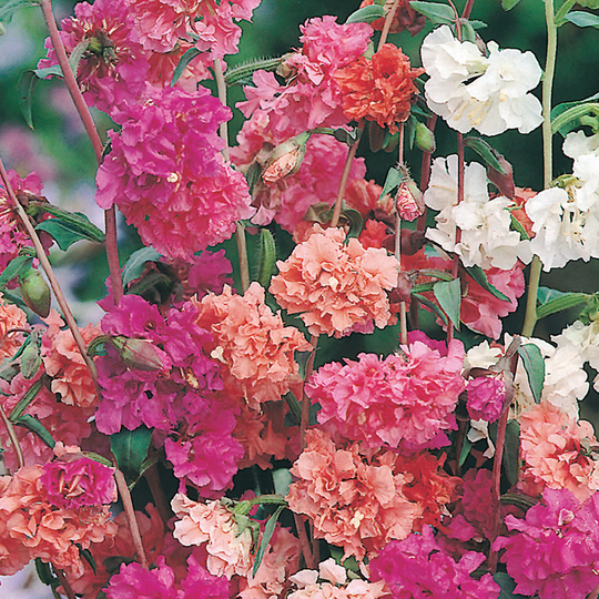 Atlasblomma 'Choice Double Mixed'