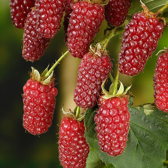 Björnbärshallon 'Tayberry'