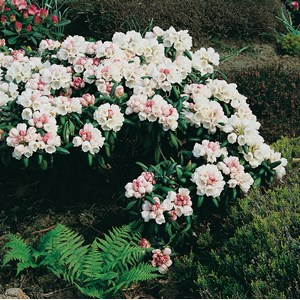 Rhododendron hybrid 'Koichiro Wada' 1-pack